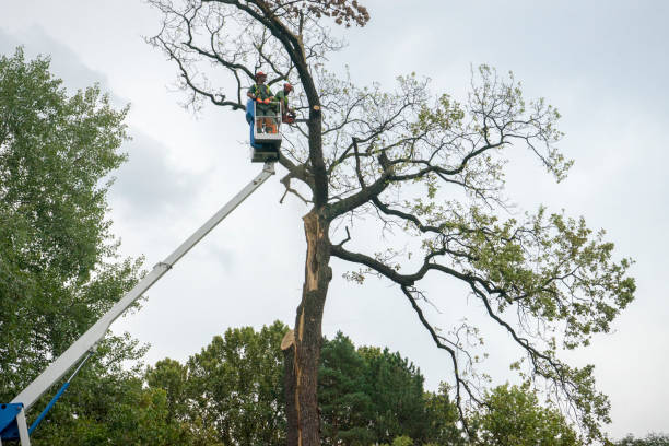 Best Hazardous Tree Removal  in Eagle Crest, OR